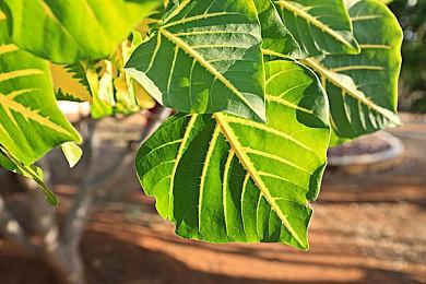 类魂《死亡约束》8月8日发售 支持免费试玩